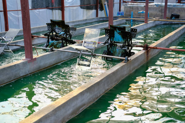 spirulina farming solution