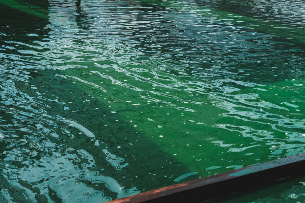 spirulina farming solution