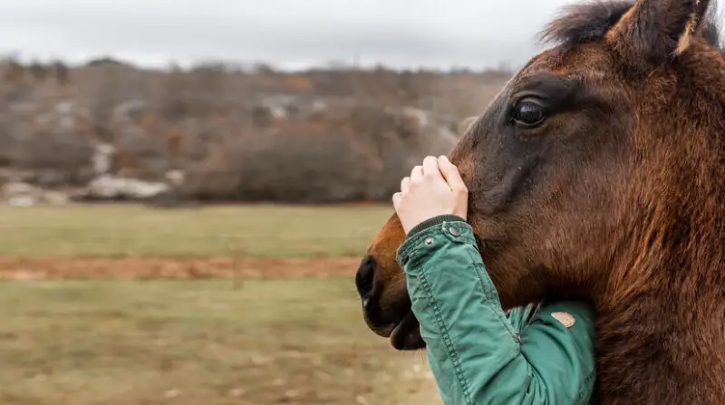 depresión de caballo síntomas